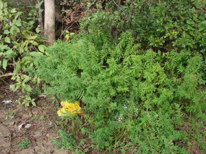 Photo By: Stephen M. Young. Photo taken: Suffolk County, NY on 29 September 2010
